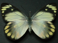 Adult Female Upper of Scarlet Jezebel - Delias argenthona argenthona